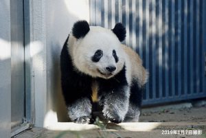 上野動物園のパンダ(シャンシャン)